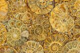 Composite Plate Of Agatized Ammonite Fossils #280995-1